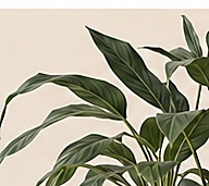 Grüne Zimmerpflanze